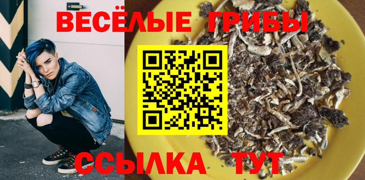 Галлюциногенные грибы Psilocybe Черняховск